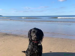 Cocker Spaniel dogs Cocker Spaniel Stud - Advert 19