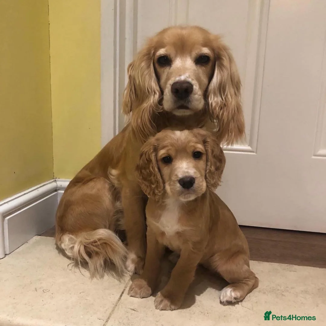 Cocker Spaniel dogs for stud: Ammerdown Galahad - Health Tested Stud in Frome - Advert 18