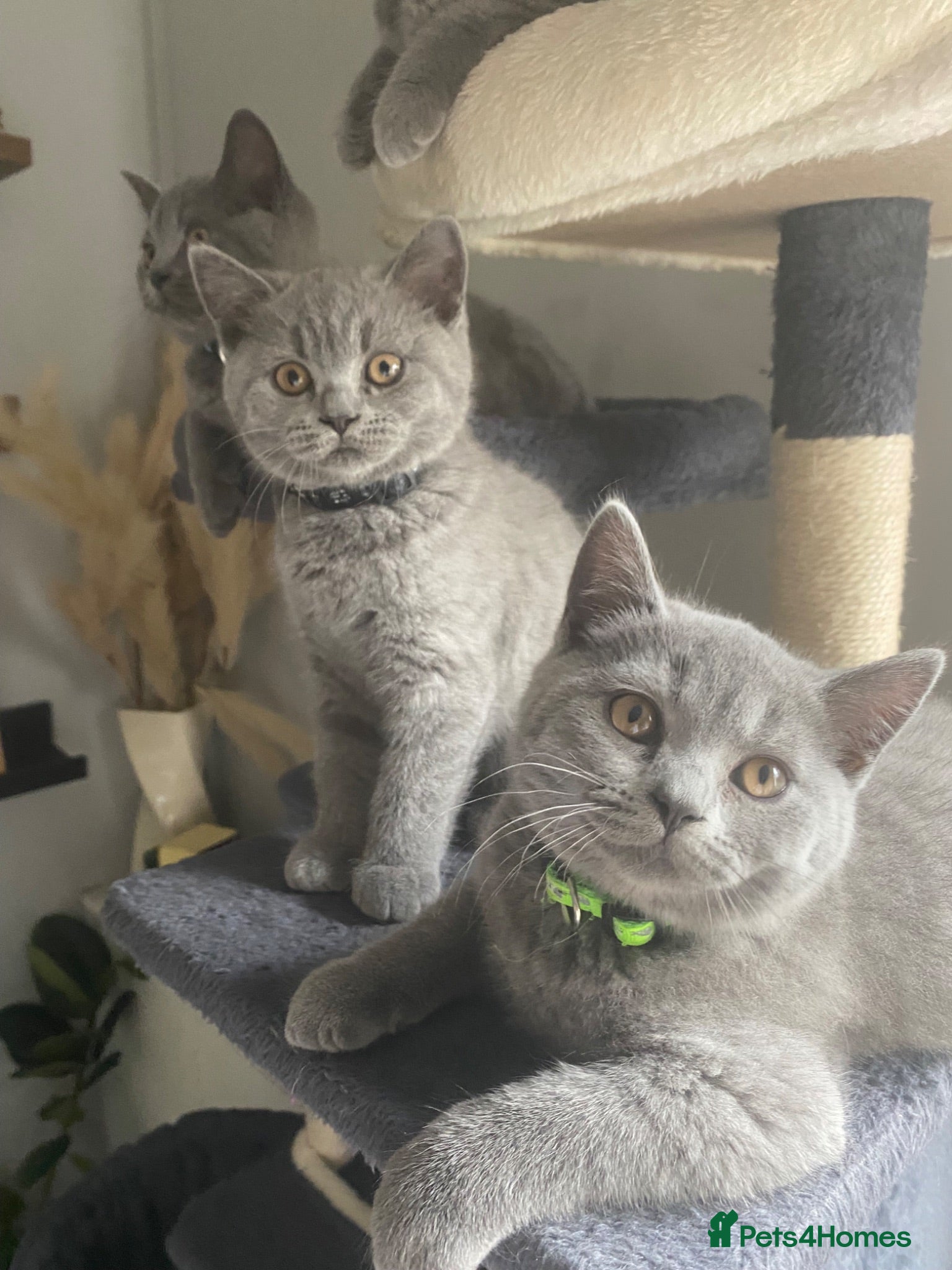 British Shorthair cats Active registered GCCF/TICA British Shorthair - Advert 2