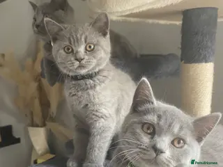 British Shorthair cats Active registered GCCF/TICA British Shorthair - Advert 2