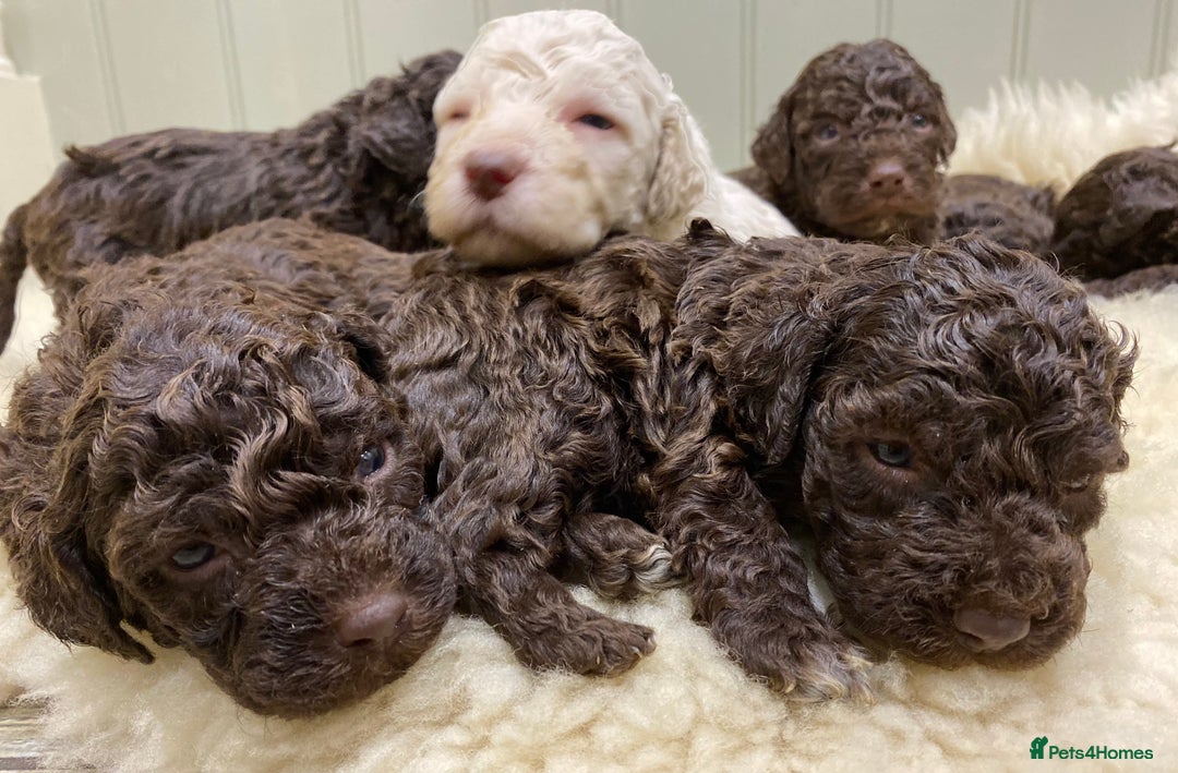 Lagotto Romagnolo dogs for sale: Lagotto romagnolo Puppies  - Advert 7