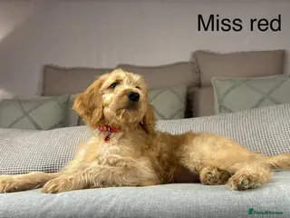 Goldendoodle dogs These will be stunning adults. Real head turners. - Advert 4