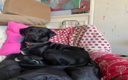 Labrador Retriever dogs for stud: A perfect stud... - Image 2