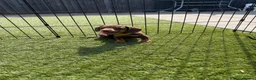 Dachshund dogs for sale: Dachshund  - Advert 15