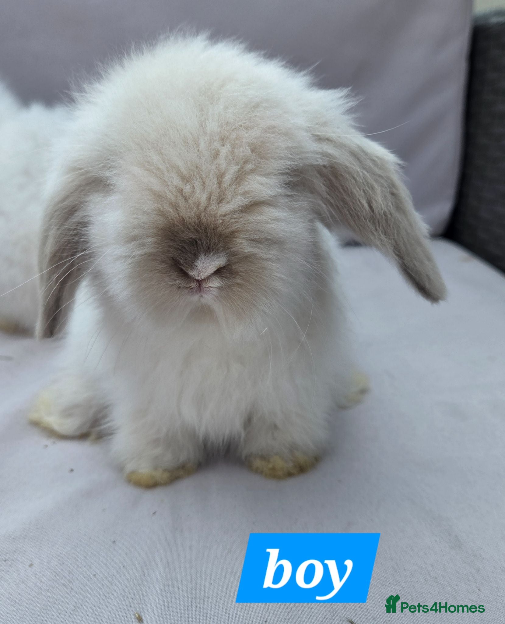 Angora rabbits Teddywidders ready to go now  - Advert 3