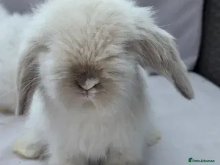 Angora rabbits Teddywidders ready to go now - Advert 3