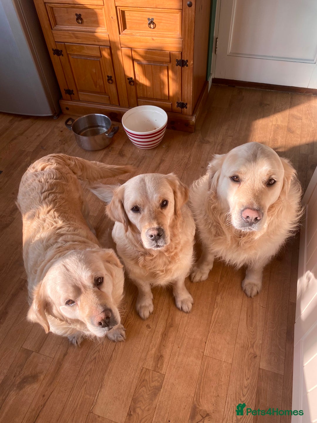 Golden Retriever dogs for sale: Stunning pale Golden Retriever puppies  - Advert 12