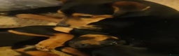 Jack Russell dogs for stud: Stud Black and Tan Jack Russell  in Llanidloes - Advert 8