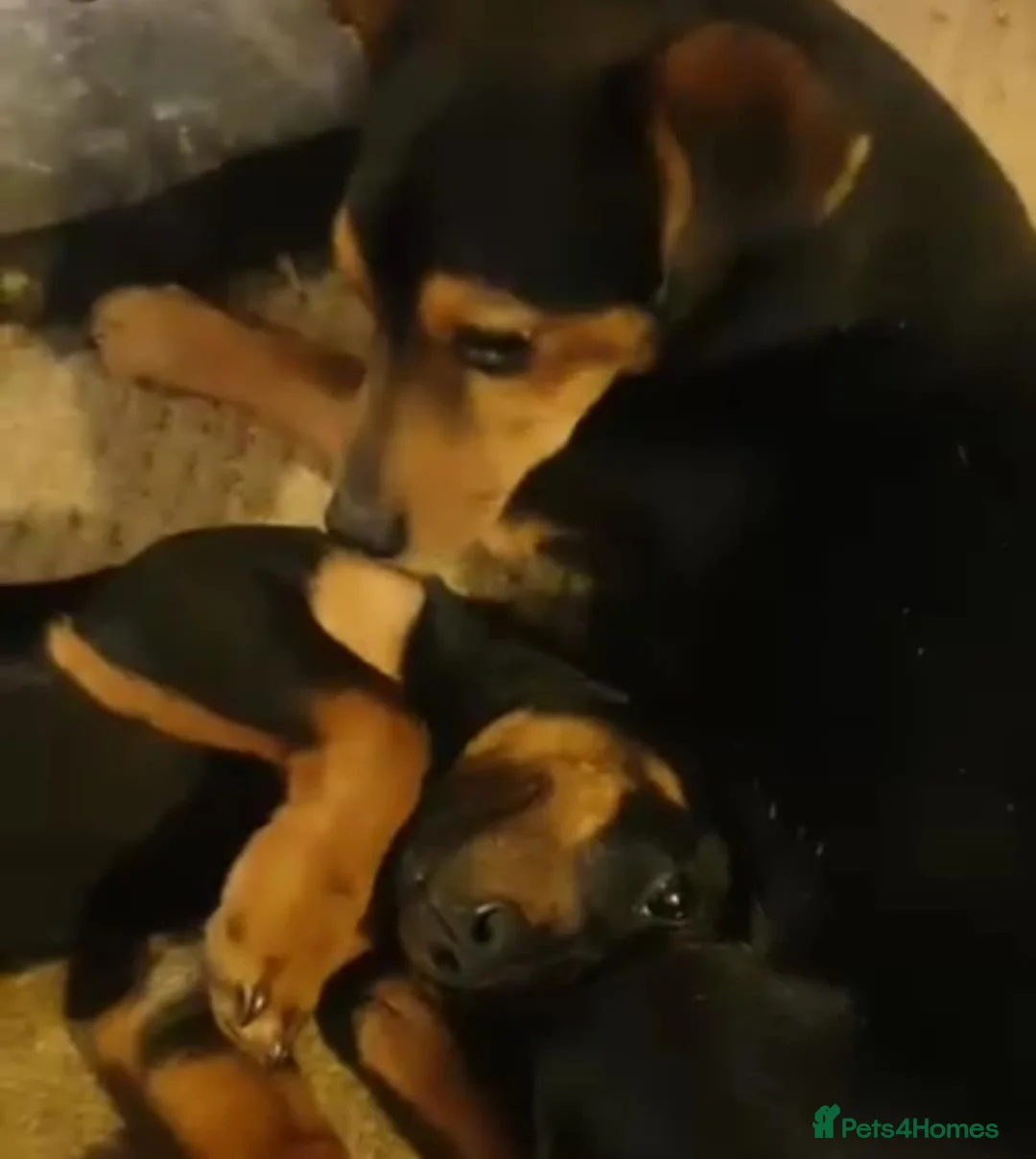 Jack Russell dogs for stud: Stud Black and Tan Jack Russell  in Llanidloes - Advert 8