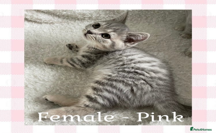 British Shorthair cats - Advert 1
