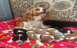 Cavalier King Charles Spaniel dogs for sale: Cavalier King Charles Spaniel! - Image 3