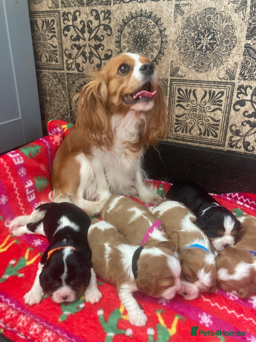 Cavalier King Charles Spaniel dogs for sale: Cavalier King Charles Spaniel! - Image 3