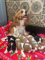 Cavalier King Charles Spaniel dogs - Advert 1