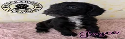 Cockapoo dogs for sale: 💖 EXCEPTIONAL F1 COCKAPOO PUPPIES 💖 - Advert 17