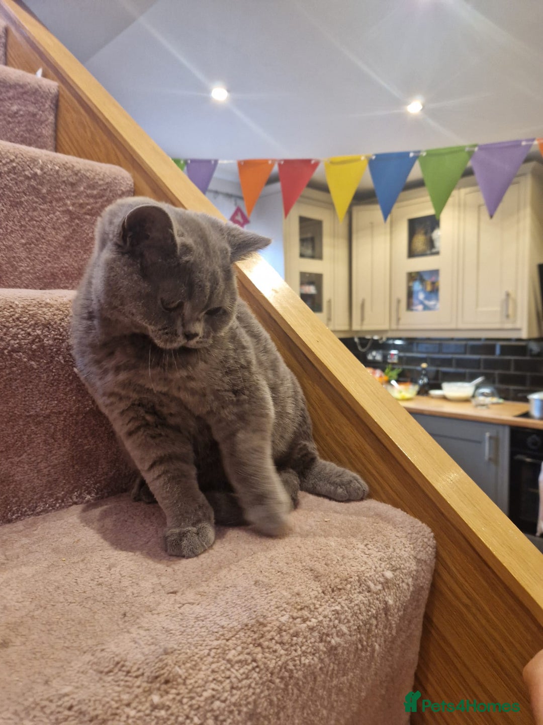 British Shorthair cats for sale: One kitten left British Blue Boy - Image 10
