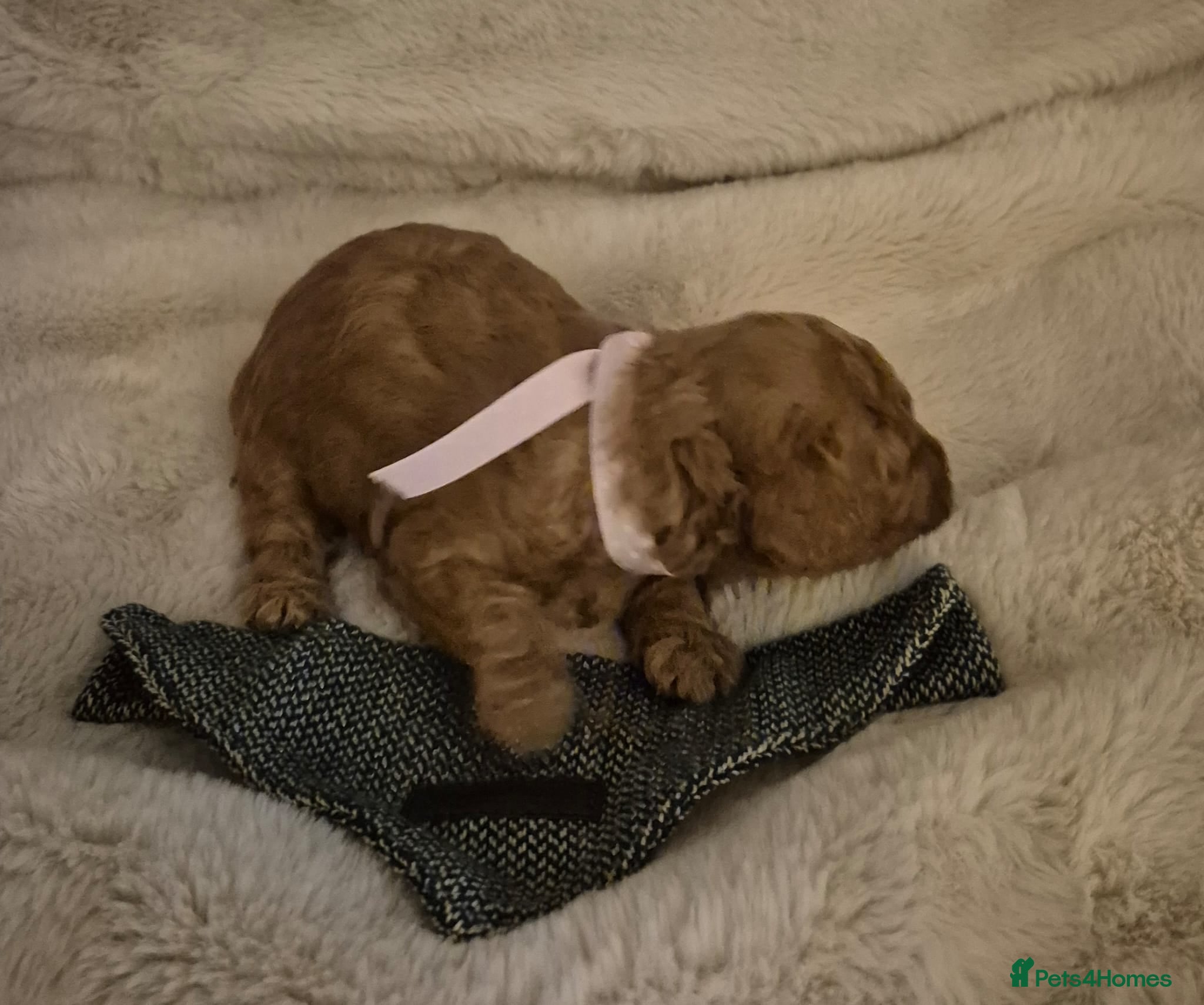 Cavapoo dogs EXTENSIVELY HEALTH TESTED CAVERPOO PUPS - Advert 12