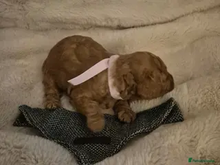 Cavapoo dogs EXTENSIVELY HEALTH TESTED CAVERPOO PUPS - Advert 2