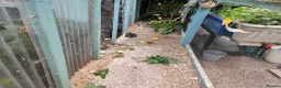 Canaries birds for sale: Male & Female Canaries for sale - Advert 18