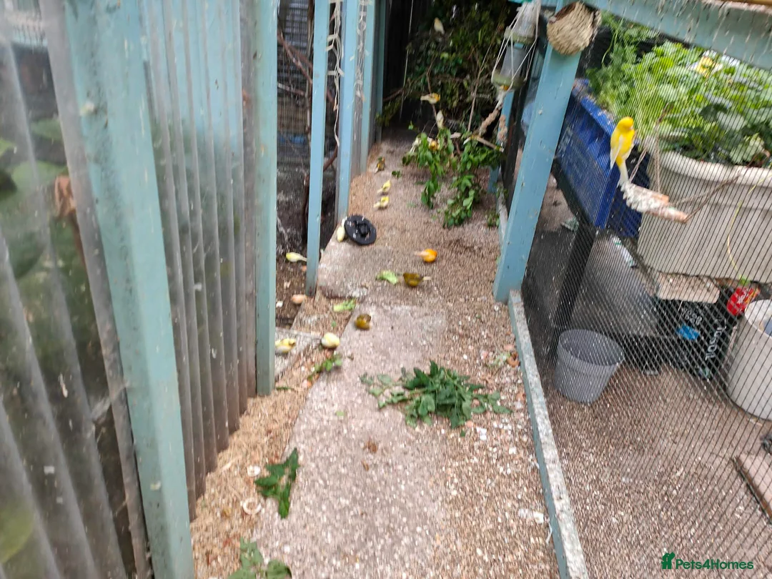 Canaries birds for sale: Male & Female Canaries for sale - Advert 18
