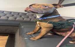 Mixed Breed dogs for sale: Nellie staffy puppy - Image 7