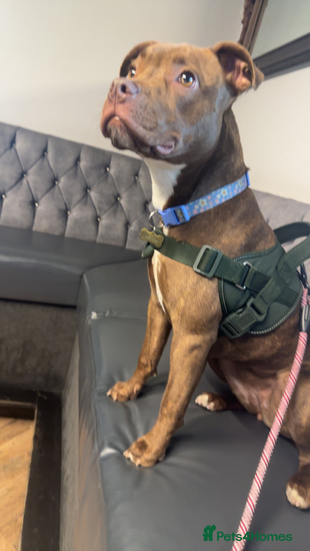 Mixed Breed dogs for sale: Nellie staffy puppy - Image 7