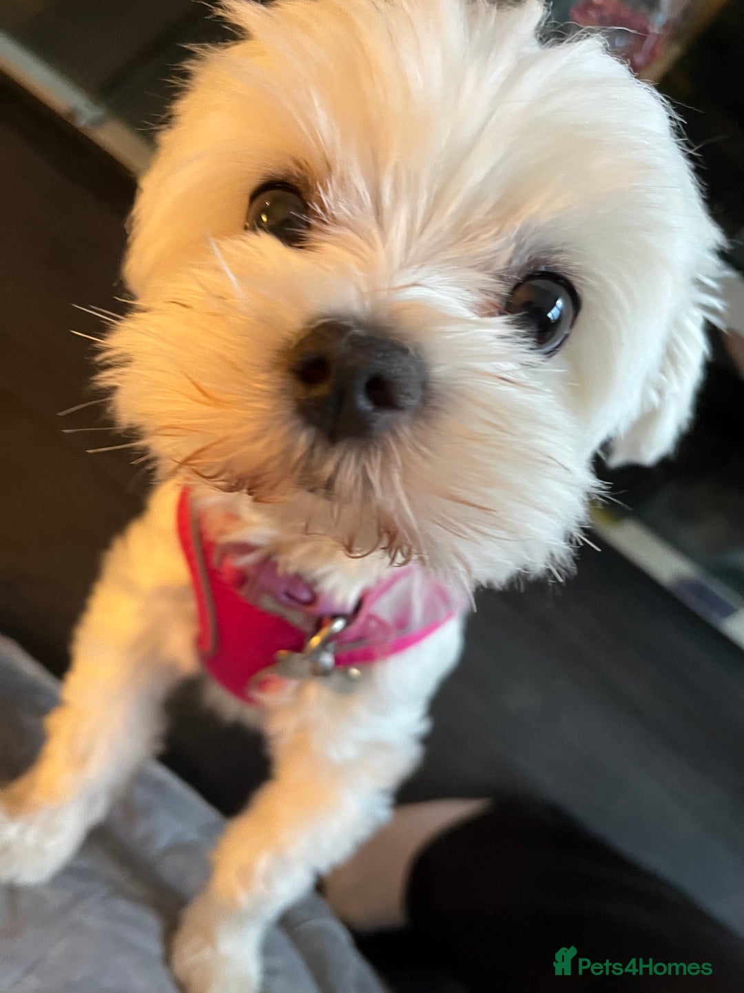 Maltese dogs for sale: KC Reg Korean Maltese girls - Image 30