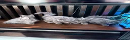 Maine Coon cats for sale: Maine Coon Kittens XXL – Blue. Beautiful - Advert 18