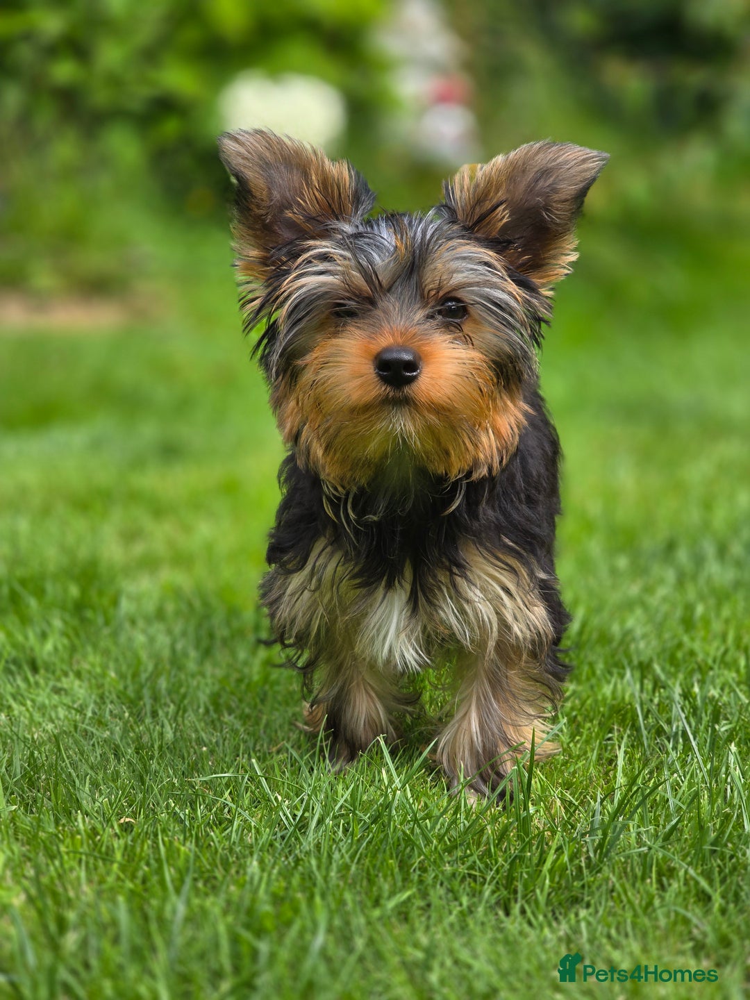 Yorkshire Terrier dogs for sale: Yorkshire terrier for sale 🐶🐶🐶 in Johnstone - Image 9