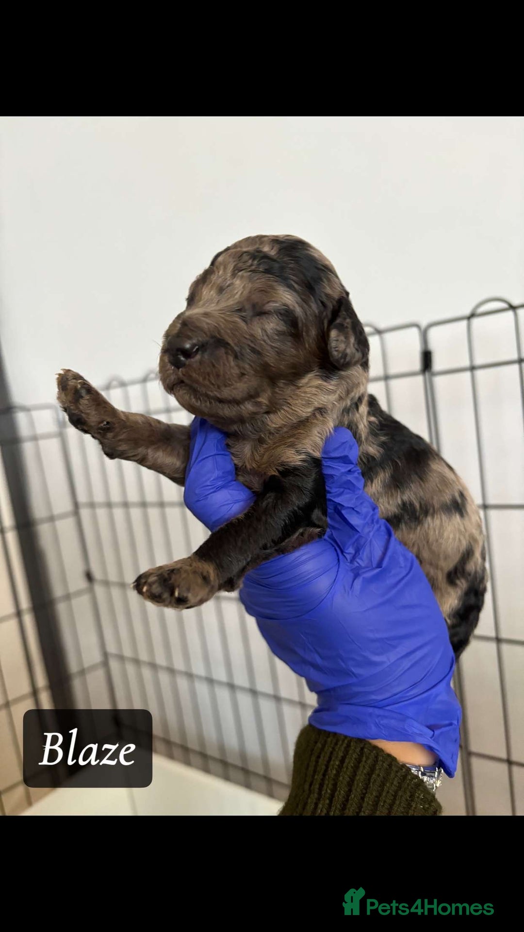 Cockapoo dogs for sale: toy cockapoo pups - Image 2