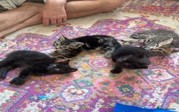 Mixed Breed cats for sale: 5 super cute kittens  - Image 14
