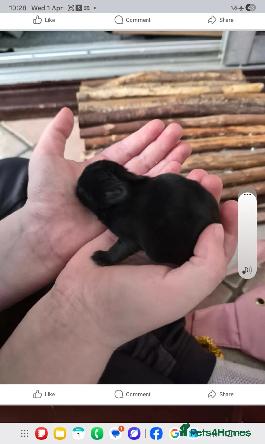 Netherland Dwarf rabbits for sale: Linda Timoney - Advert 4