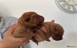 Labrador Retriever dogs for sale: Working Class Fox Red Labs  - Image 9