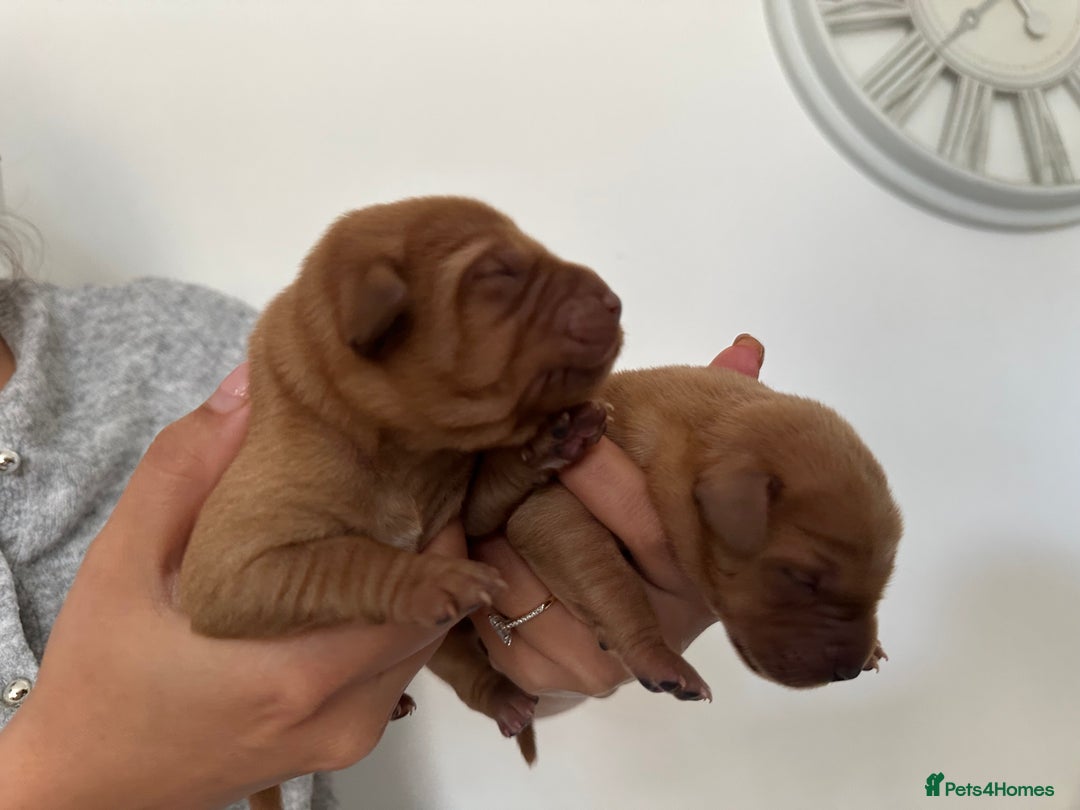 Labrador Retriever dogs for sale: Working Class Fox Red Labs  - Image 9