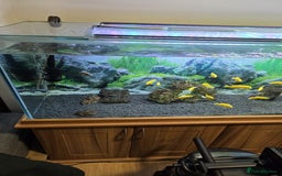 Other/Mixed Breed fish for sale: Tropical fish  - Advert 2