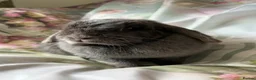 Mini Lop rabbits for sale: Adult does and buck pure bred mini lops    - Advert 15