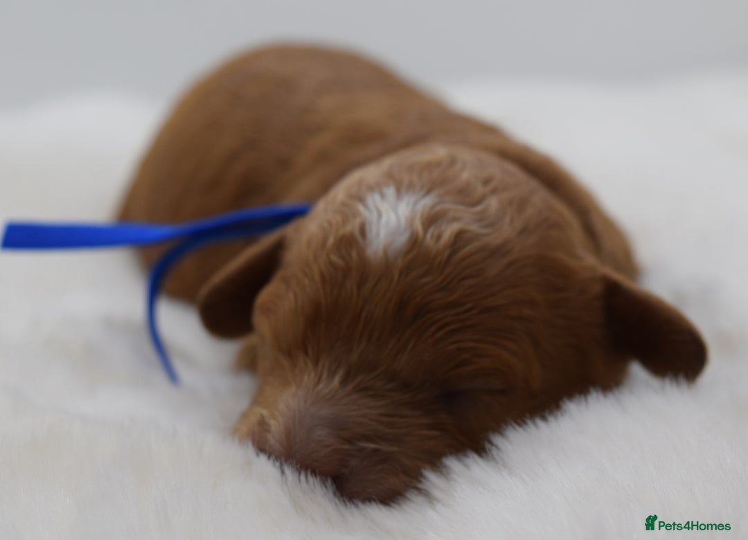 Cavapoo dogs for sale: Extensively health tested F1b curly Cavapoos  - Image 30
