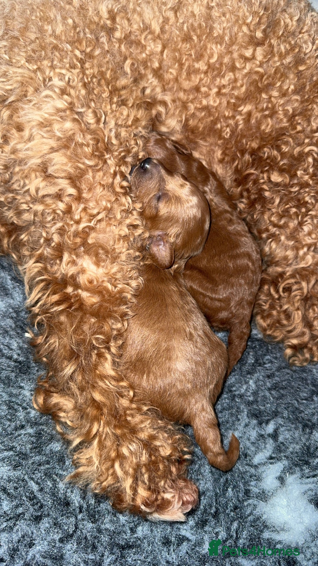 Toy Poodle dogs for sale: Toy poodles deep red. 2 - Image 3