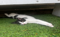 Mixed Breed cats for sale: Lovely kittens looking for their new home - Image 5