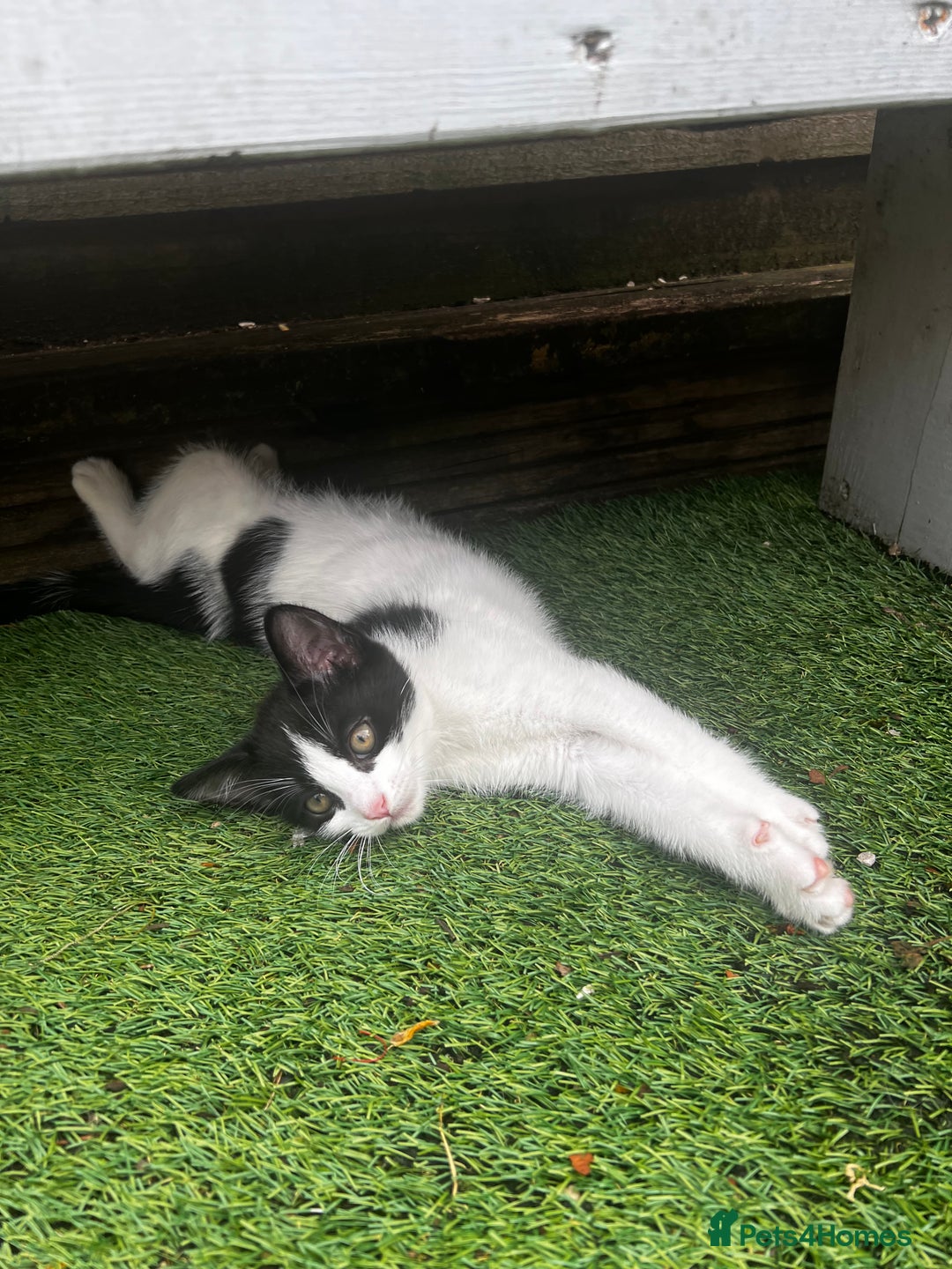 Mixed Breed cats for sale: Lovely kittens looking for their new home - Image 5
