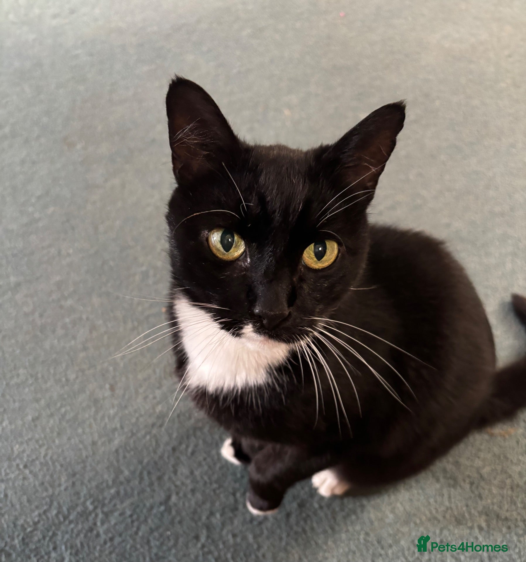 Mixed Breed cats Adult mother and son need rehoming - Advert 2