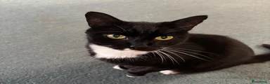 Mixed Breed 2