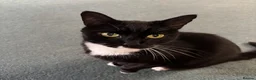 Mixed Breed cats for sale: Adult mother and son need rehoming - Advert 1