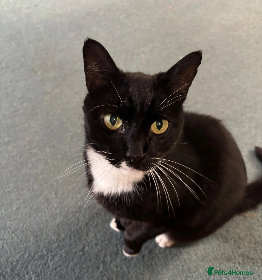 Mixed Breed cats for sale: Adult mother and son need rehoming - Advert 1