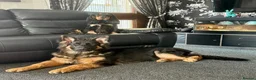 Cocker Spaniel dogs for sale: Quattro – Looking for a Loving Forever Family Home - Advert 6