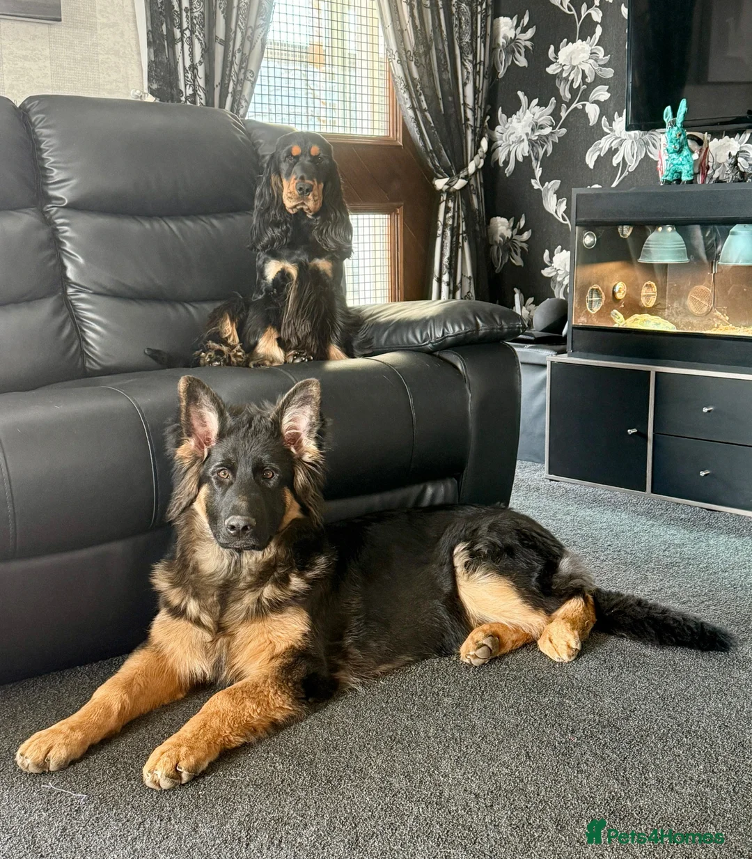 Cocker Spaniel dogs for sale: Quattro – Looking for a Loving Forever Family Home - Advert 6