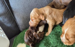 Cocker Spaniel dogs for sale: Stunning show type cocker spaniel pups for sale - Image 7
