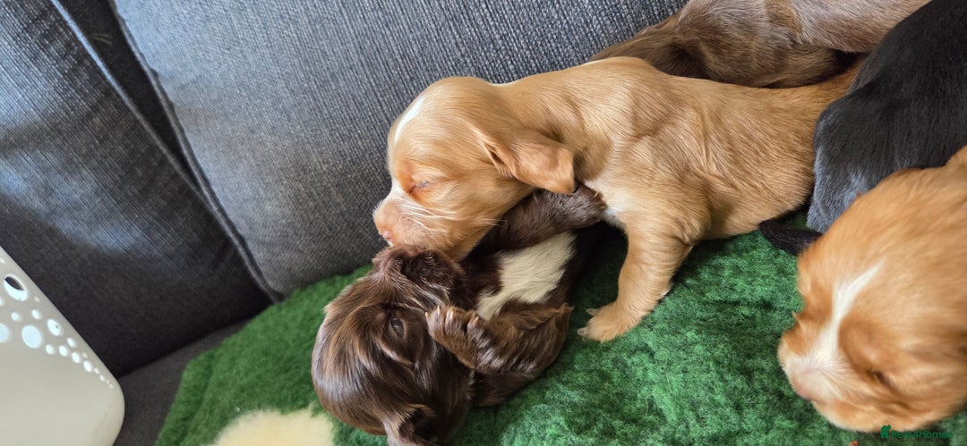 Cocker Spaniel dogs for sale: Stunning show type cocker spaniel pups for sale - Image 7