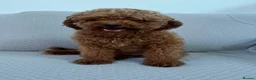 Maltipoo dogs for sale: Beautiful Maltipoochon puppies  - Advert 15