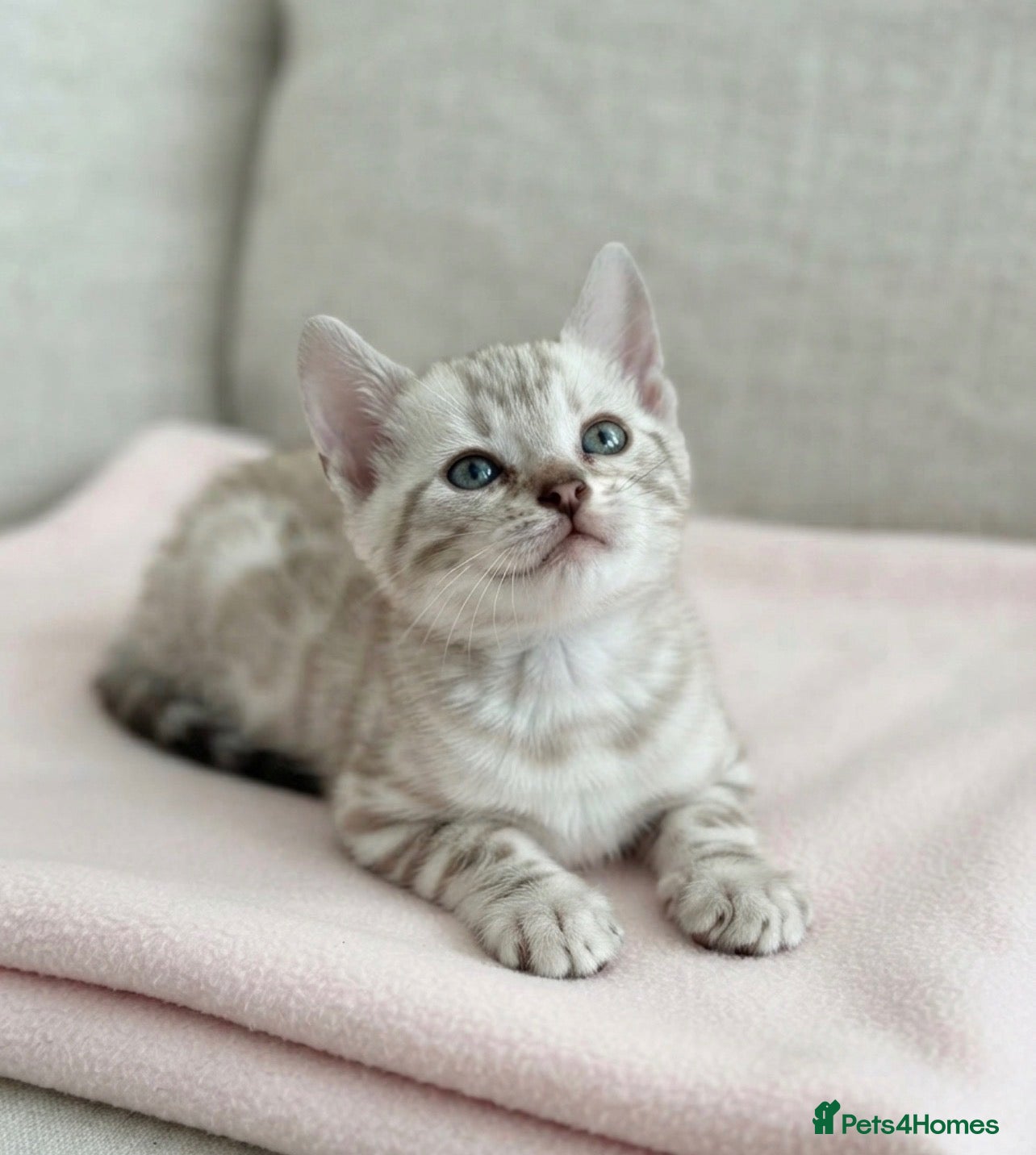 Bengal cats Stunning Cuddly Bengal Male Kitten - Blue Eyes  - Advert 3