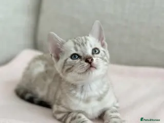 Bengal cats Stunning Cuddly Bengal Male Kitten - Blue Eyes - Advert 3